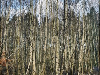 REVIEW: Wozniak - The Space Between The Trees