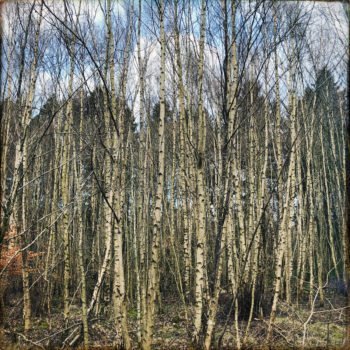 REVIEW: Wozniak - The Space Between The Trees 